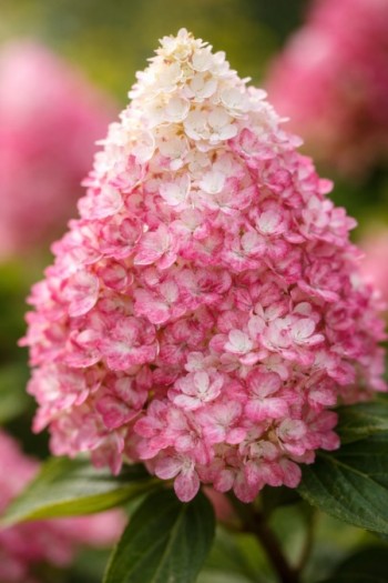 Гортензія волотиста ‘Лівінг Колорфул Коктейль’|Hydrangea paniculata  ‘Living Colorful Cocktail’|Гортензия метельчатая ‘Ливинг Колорфул Коктейль’